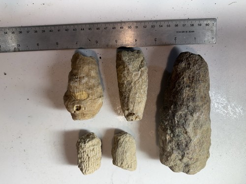 Belemnites fossils lot 5 - lot, of