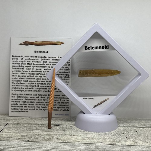 Belemnoid belemnite extinct - belemnite,