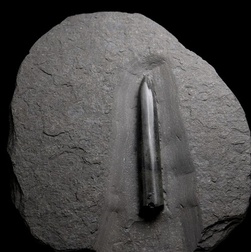 Partially pyrite belemnite - pyrite,